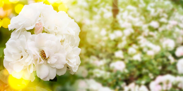 istock Rose in the summer garden, bokeh background 1012018032
