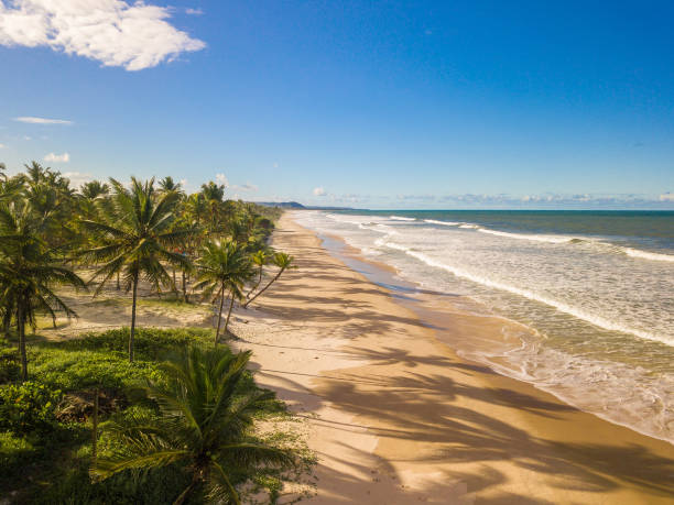 istock Tropical deserted beach with coconut trees 1012036416
