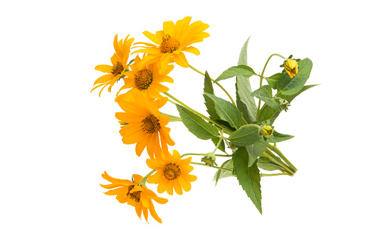 flowers heliopsis isolated on white background