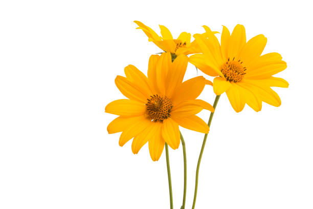 istock flowers heliopsis isolated 1012038776