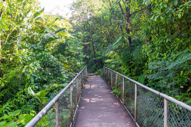 istock Road to Tenorio volcano 1012041874