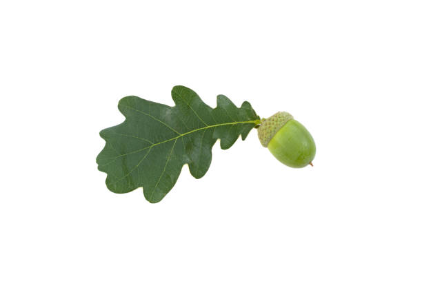istock green acorns and oak leaves on white background 1012045664