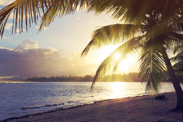 istock Tropical sunrise with coconut palm trees 1012051294