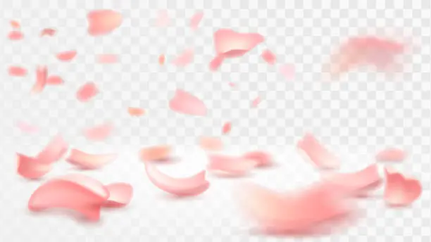 Vector illustration of Petals fall on a surface