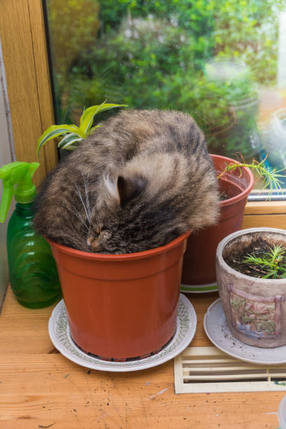 istock on the window the cat is sleeping in the pot for flowers 1012054950