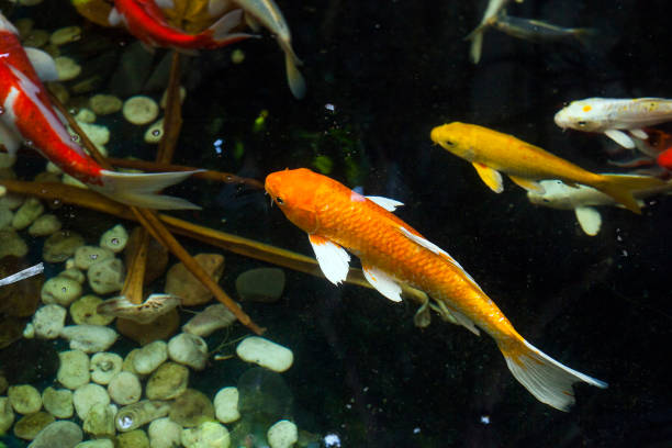 Large Koi carp swimming in water, top view