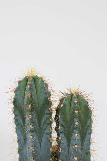 istock Cactus type san pedro with two heads with thorns and green trunk. 1012072520