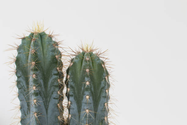 istock Cactus type san pedro with two heads with thorns and green trunk. 1012074848
