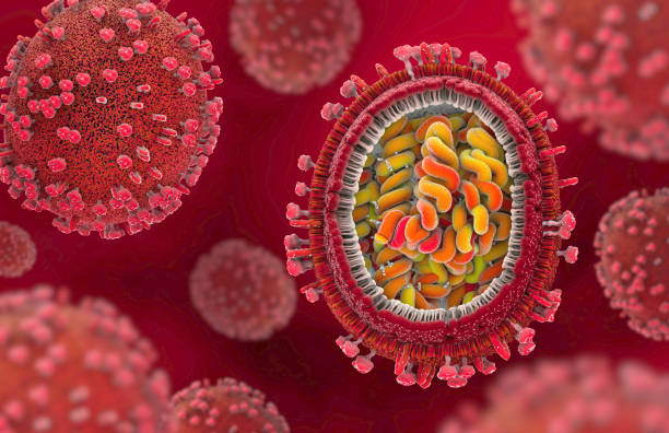 illustrazione 3d di una rappresentazione scientificamente corretta di un agente patogeno influenzale nella sezione trasversale - influenza a virus foto e immagini stock