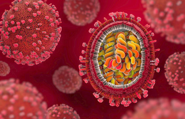 3d illustration of a scientifically correct representation of a flu pathogens in cross section stock photo