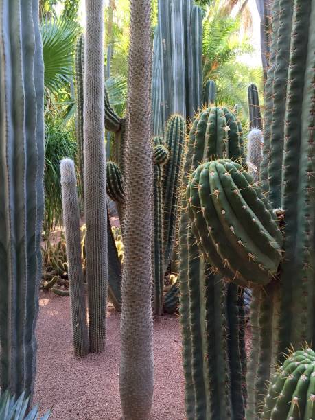 istock Close-Up Of Prickly Pear Cactus 1012077306