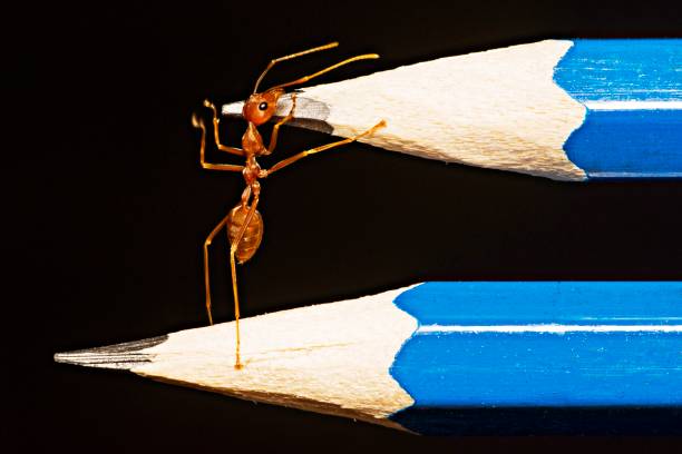 matite da arrampicata per formica chiuse. - determination ant strength effort foto e immagini stock