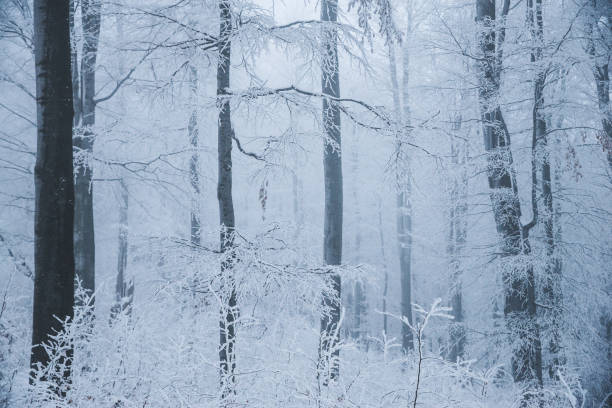 istock Stunning landscape, frosted trees branched in a forest 1012080560