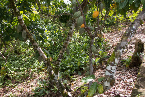 istock Fruit of the cocoa in the tree 1012086822