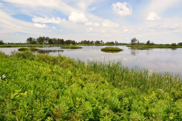 istock Seney National Wildlife Refuge, Michigan 1012088092