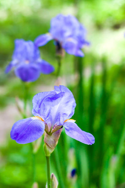 istock Blue iris flower closeup on green garden background 1012090376