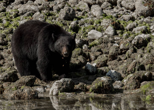 istock Black Bear eating Dungeness crab, Victoria Island, Canada 1012090444