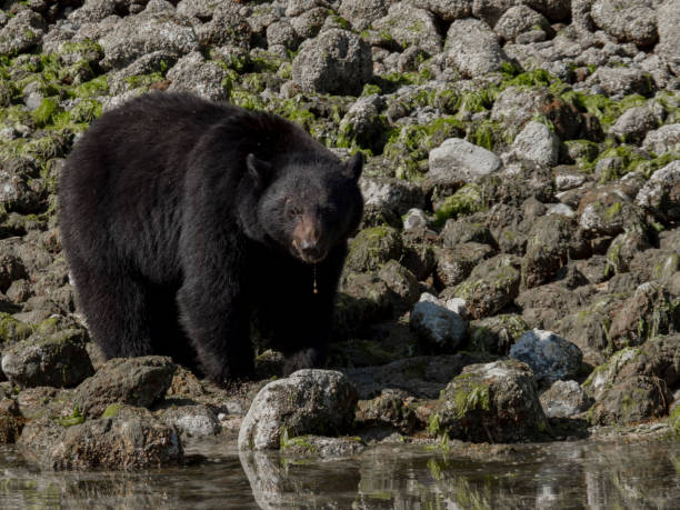 istock Black Bear eating Dungeness crab, Victoria Island, Canada 1012090448