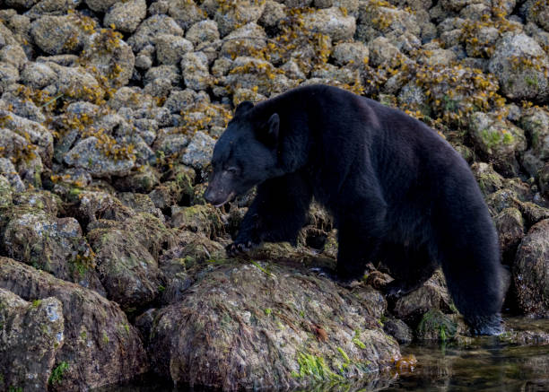 istock Black Bear, Victoria Island, Canada 1012090824