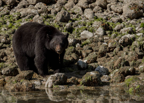 istock Black Bear eating Dungeness crab, Victoria Island, Canada 1012091420