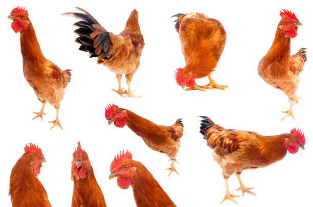 istock set of rooster or chicken collection isolated on white 1012094300