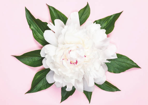 istock White peony flower and leaves on pastel pink background. Top view. Flat lay. 1012097762