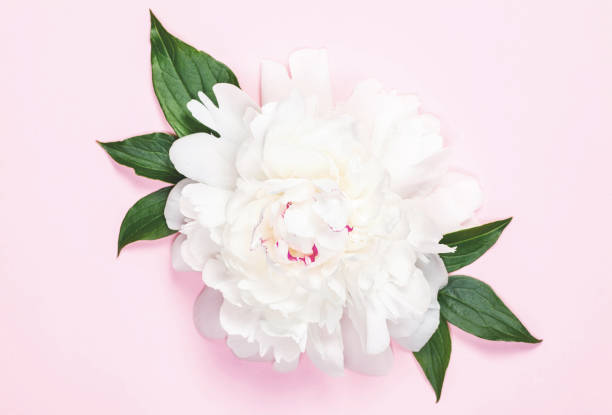 istock White peony flower and leaves on pastel pink background. Top view. Flat lay. 1012098146