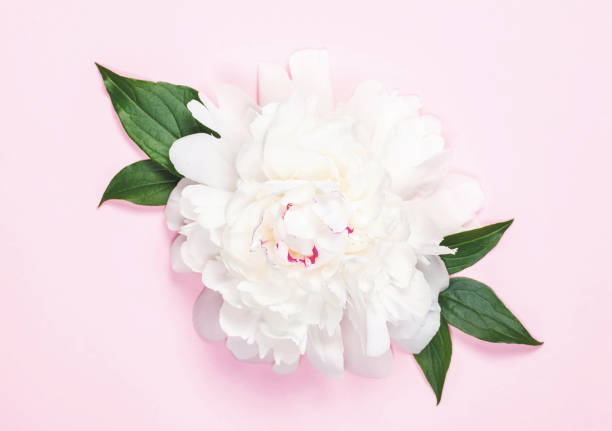 istock White peony flower and leaves on pastel pink background. Top view. Flat lay. 1012098236