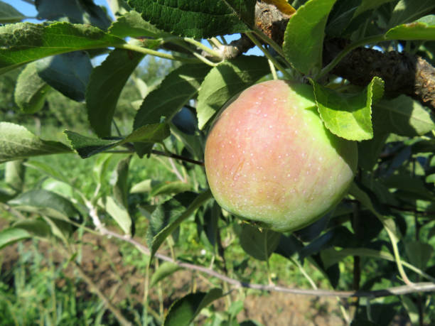 istock Apple growing on a tree branch in the summer garden, close up 1012099148