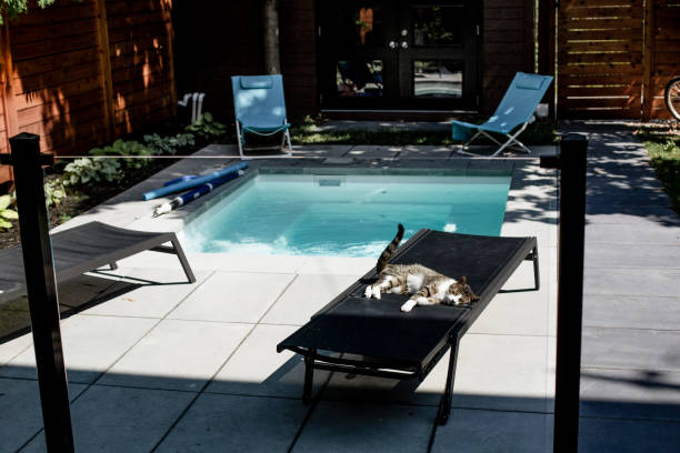 domestic cat, animal, lying down, relaxation, sleeping, swimming pool