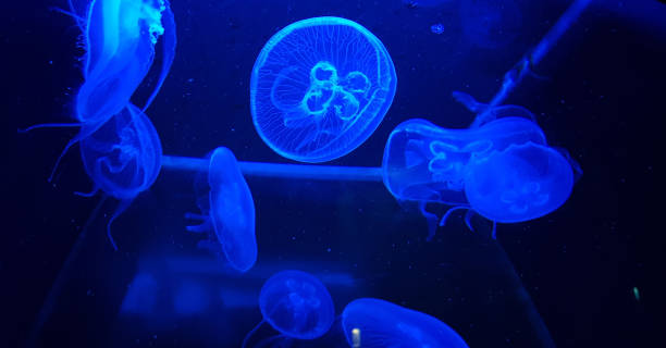 istock Group of blue jelly 1012103676