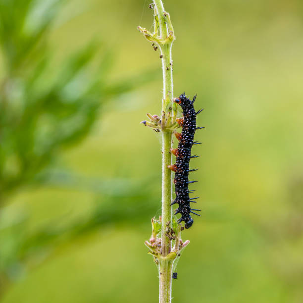 istock Black caterpillar of aglais io 1012103894