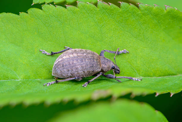 istock Beetle curculionidae with long mustache 1012103918