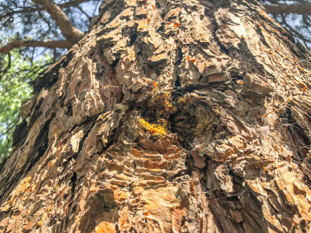 istock Beautiful old tree in the street. Texture background close up view 1012106884