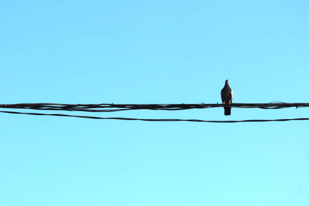 The pigeon sits on the wires. Clear blue sky.