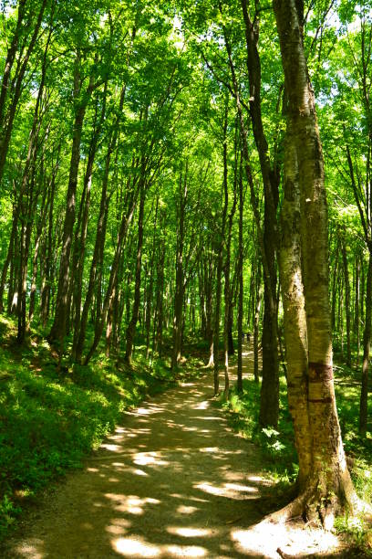 istock Cathedral trees to Miners Falls, Upper Peninsula 1012110220