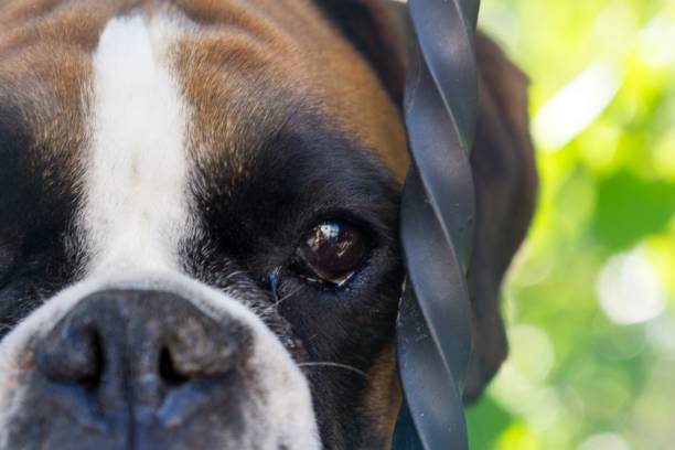 istock Boxer dog behind the fence. 1012116822