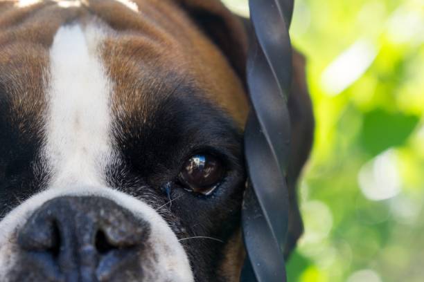istock Boxer dog behind the fence. 1012116836