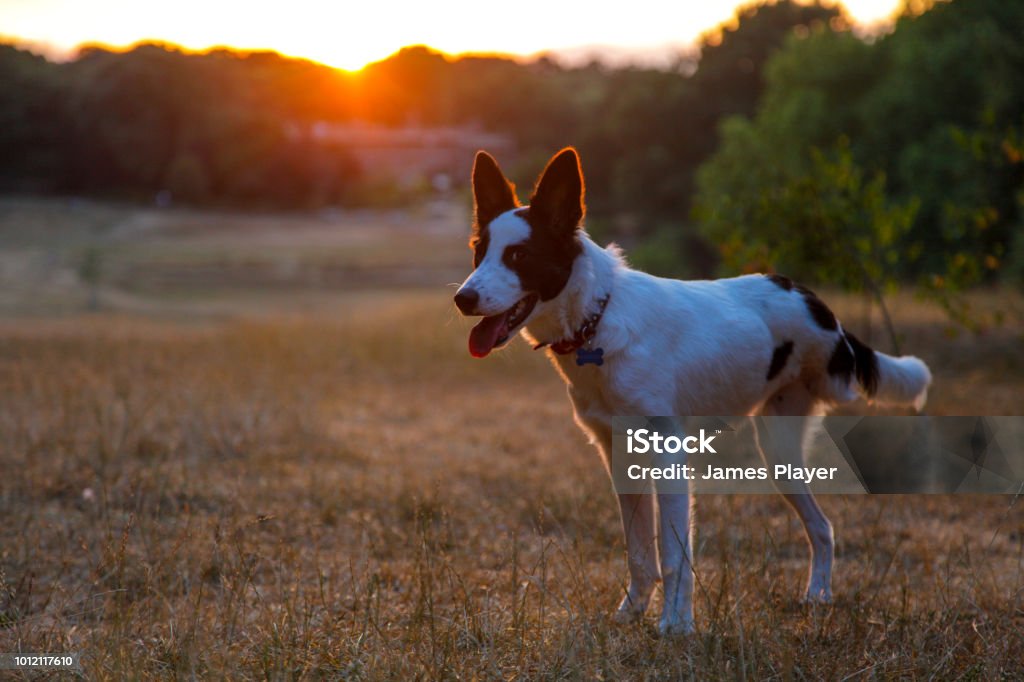 Three-legged Collie at Sunset A three-legged rescue dog at sunset Dog Stock Photo