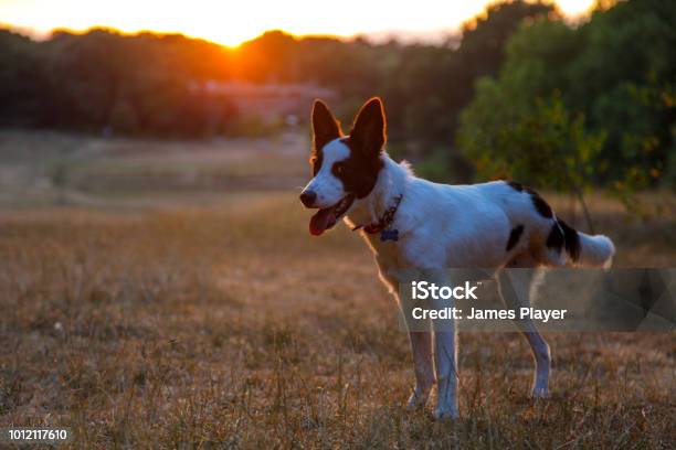 Threelegged Collie At Sunset Stock Photo - Download Image Now - Dog, Tripod, Agricultural Field