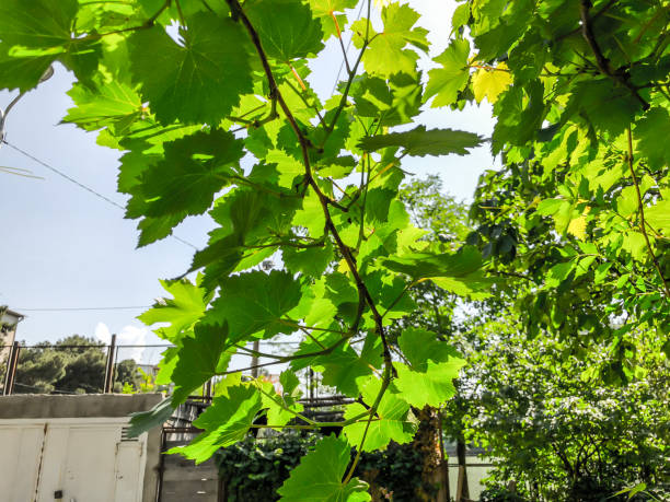 istock Grape vine, grape leaves, grapes in the spring in a city yard on a sunny day 1012117920