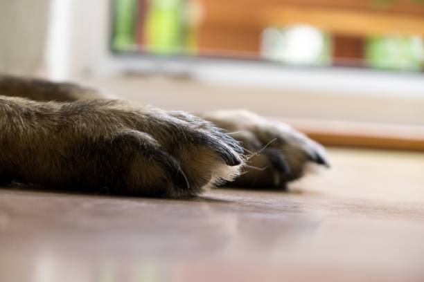 istock Paws of German Shepherd Dog. 1012117950