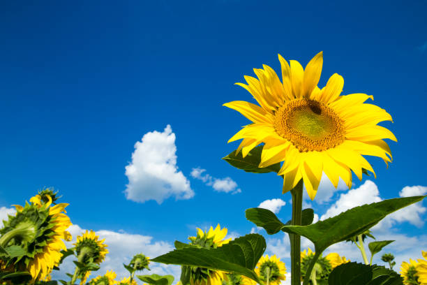 istock Sunflower field with cloudy blue sky 1012118382
