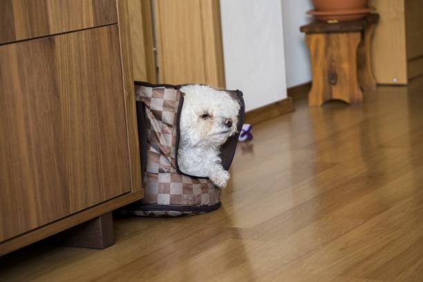 istock Small white bichon dog in the bag. 1012118568
