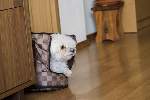 istock Small white bichon dog in the bag. 1012118874