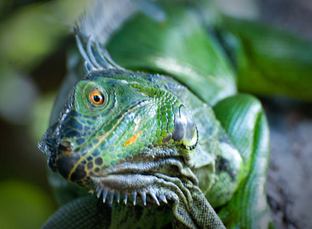 istock Iguanas of Florida 1012123950
