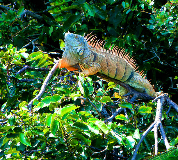 istock Iguanas of Florida 1012124156
