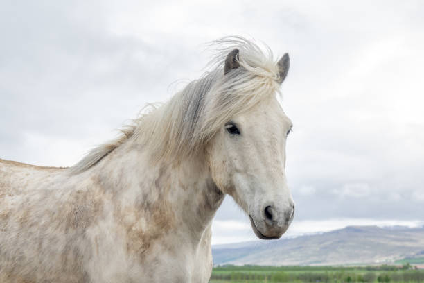 istock Icelandic horse 1012127084