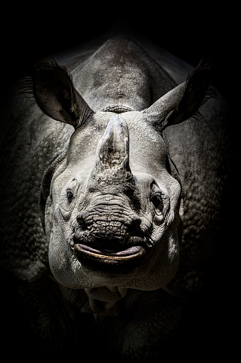 Close-up of rhino against black background.