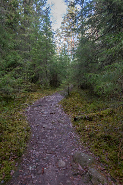 istock Norra Kvill National Park 1012131960